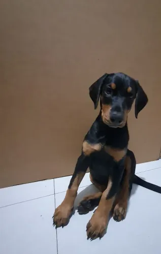 Filhote de doberman Fêmea 2 meses