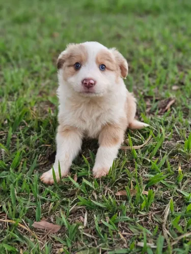 Filhote de border collie fêmea