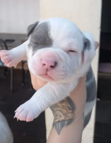 Filhotes american bully 