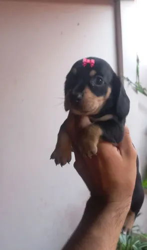 Lindíssima filhote de basset teckel anão fêmea entrega imediata