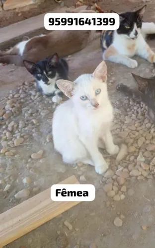 Gatinhas filhotes pra adoção 