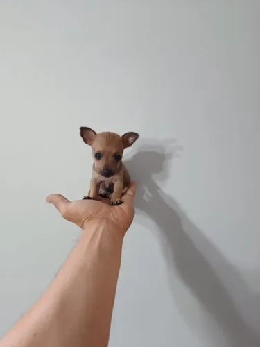Pinscher 0