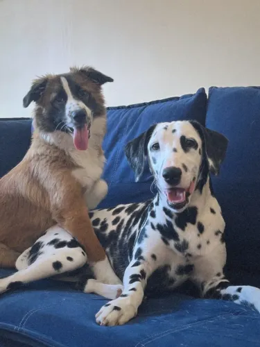 DOAÇÃO DE DALMATA