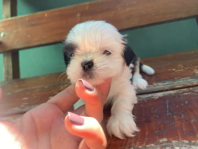 Filhote shih Tzu, cheios de amor, prontos para fazer parte da sua vida!