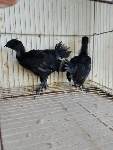 Pintinhos de galinha Ayam Cemani 