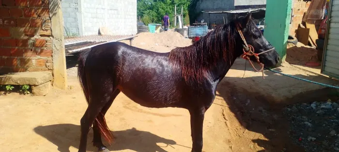 Ponei manso limpo de defeito adestrado deita e senta e já vai arriado dou ele por 3000
