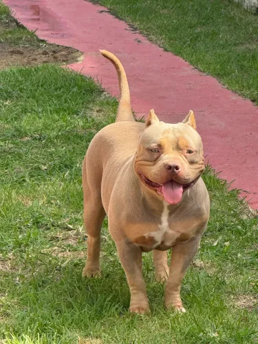 American Bully Matriz