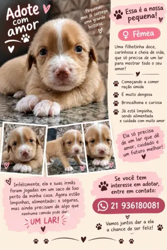 Doação de filhote de cachorro 