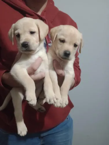 Labrador Retriever - Filhote Muito Carinhoso