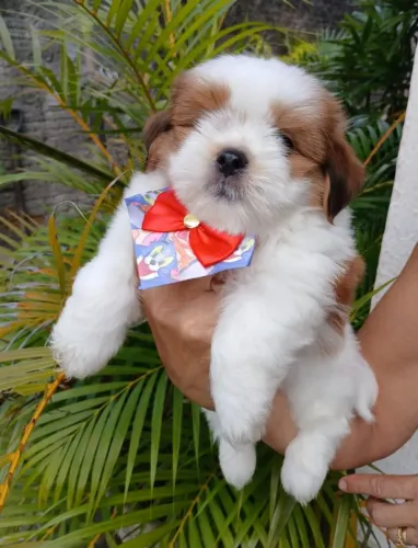 Filhote Lhasa apso MACHO