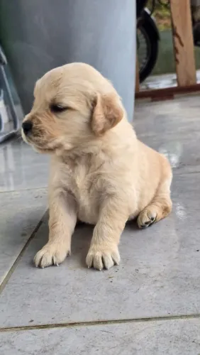 Golden retriever fêmea 