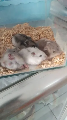 Hamsters 