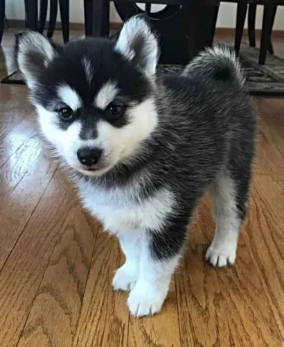 Filhote Husky Siberiano, Dê um lar a um filhotinho e ganhe amor para sempre!