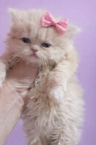 Lindos filhotes de persa disponíveis para reserva