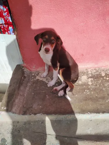 Cachorria linda pra doação responsável