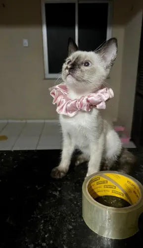 Gatinhas para adoção 
