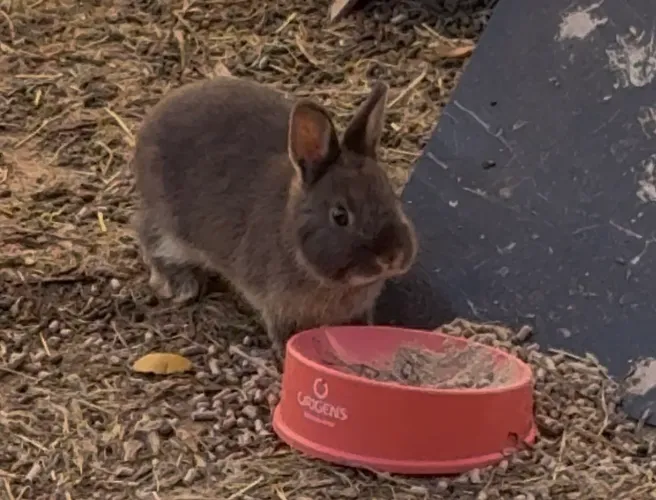 Vendo filhotes de mini coelho anão holandês (Netherland Dwarf)