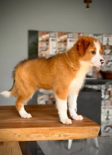 Border collie para campos
