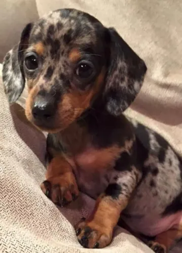 Basset teckel muito carinhoso 