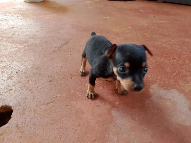 Vendo pinscher