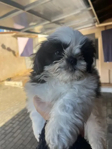 Vendo filhote shih tzu macho preto e branco