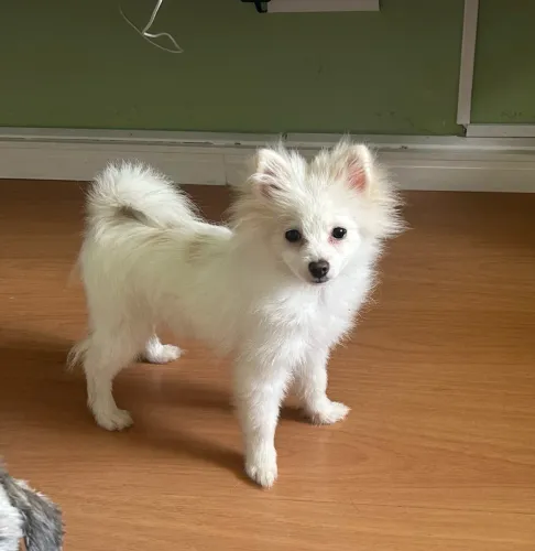 Spitz Alemão