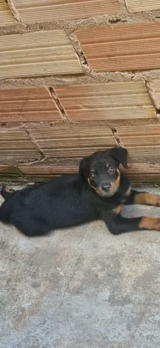 Vendo ou troco filhotes de rottweiler com mais de 2 meses ja vermifugado e dado a 2 dose