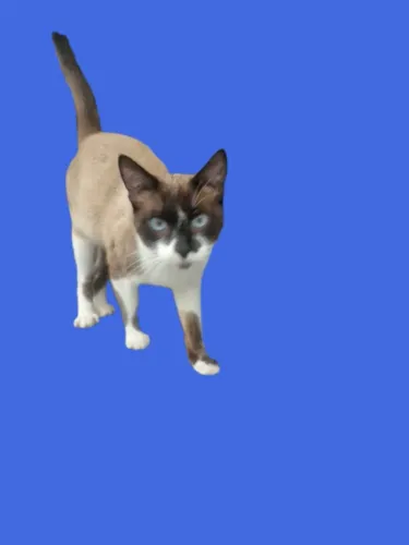 Amoroso gato filhote 9 meses