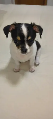 Chihuahua Macho