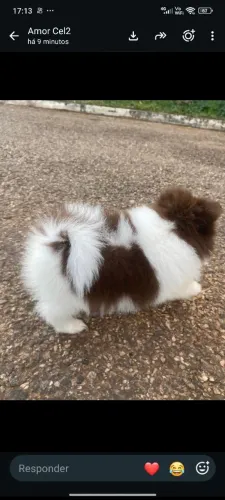 Spitz alemão anão