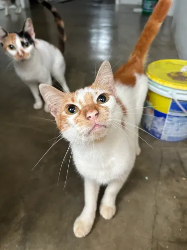 Gato para adoção