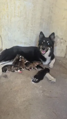 Reserva de Filhotes de Husky Siberiano.