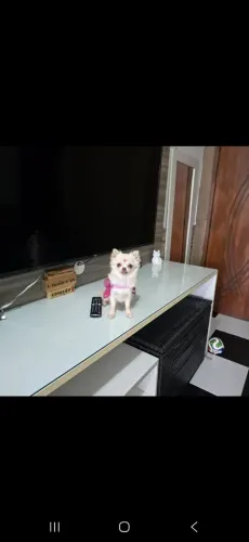 Chihuahua Fêmea minúscula 7 meses Pedigree e toda Vacinada Leia aceito fêmeas! Aceito