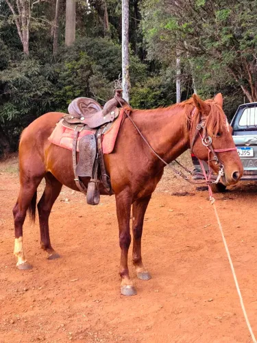 Égua Paint horse com QM