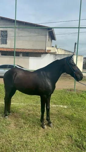 Cavalo castrado