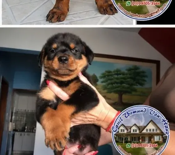 Rottweiler Com Pedigree  20% de desconto Pgtº no Pix 