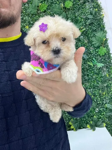 Maltês linda