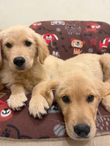 Filhotes Goldem Retriever Femeas