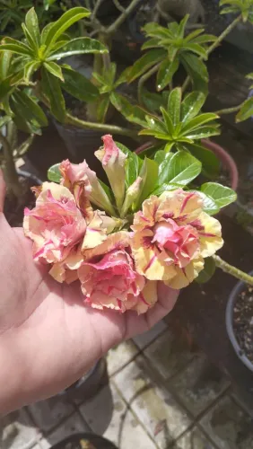 Rosas do Deserto vários preços e tamanhos 
