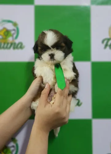 SHIH-TZU