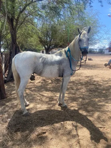 Cavalo Registrado Mangalarga Marchador Castrado