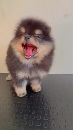 Spitz Alemão