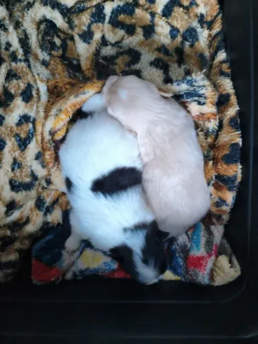 Sptiz alemão anão 1 casal disponível 
