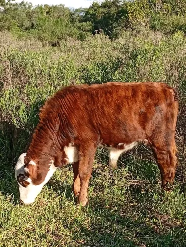 Terneiro