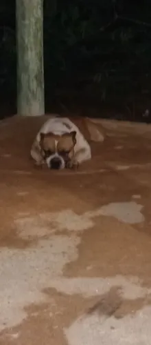 Vendo ou troco American bully pocket