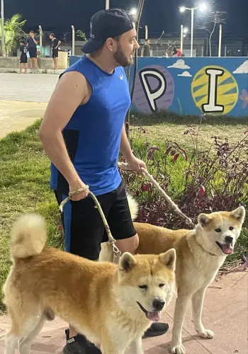 Akita Inu Filhotes 