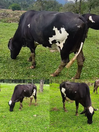 Vendo vacas.