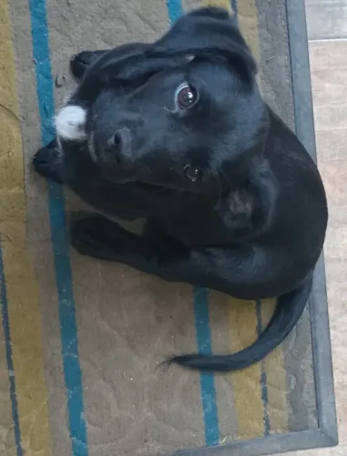 Doação de um cachorro não sei a raça pois não entendo disso 