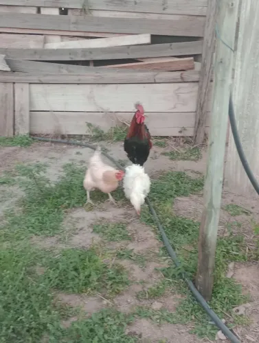Frango e franga caipira