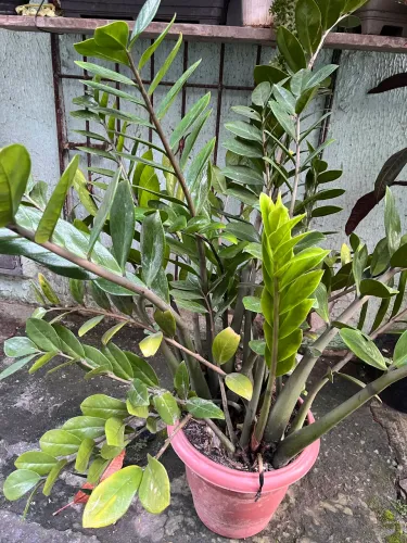 Planta